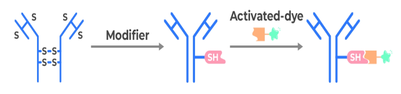 - Assay Principles