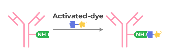 - Assay Principles