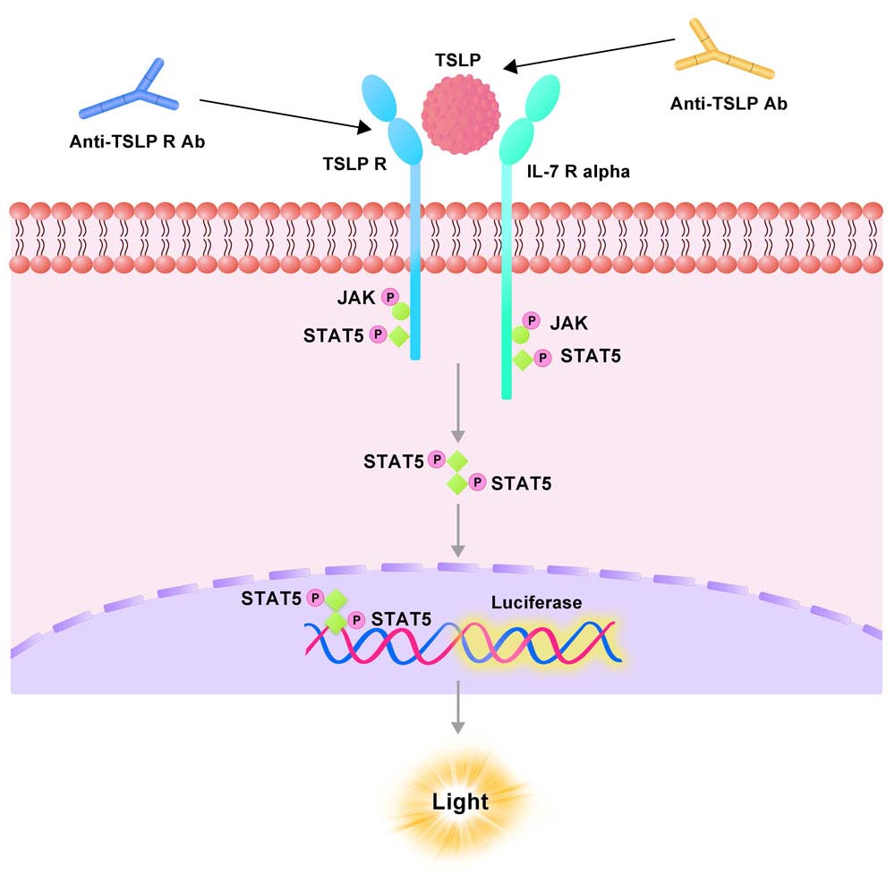 IL-7 R alpha & TSLP R Assay Principles