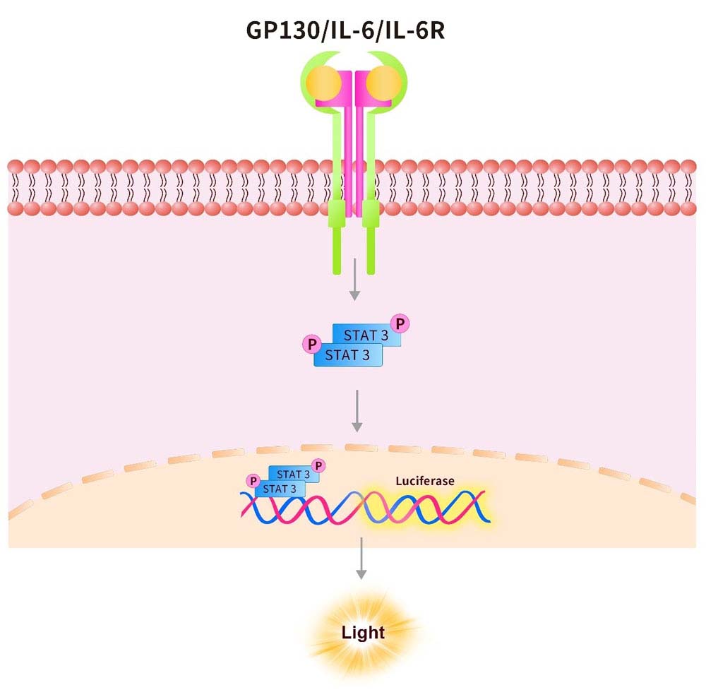 STAT3 Assay Principles