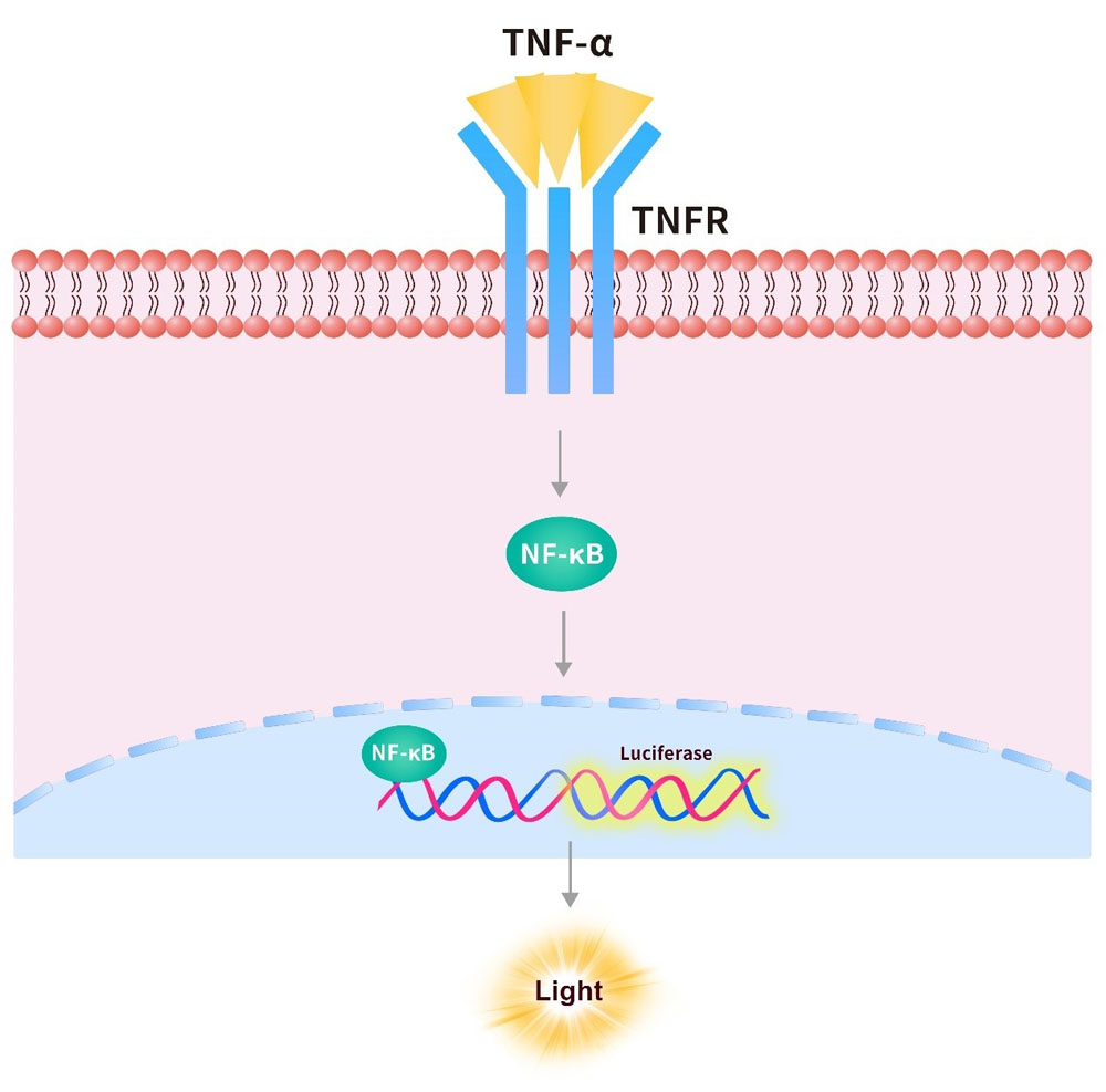 NF-κB Assay Principles