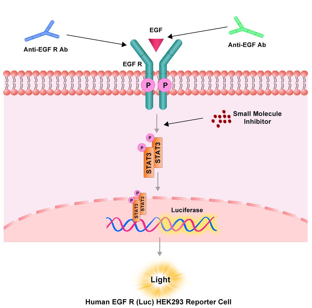 EGF R-STAT3 Assay Principles