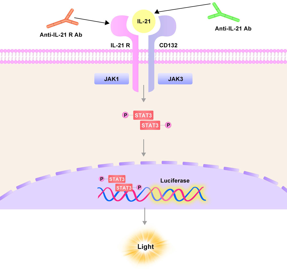 IL-21 R Assay Principles