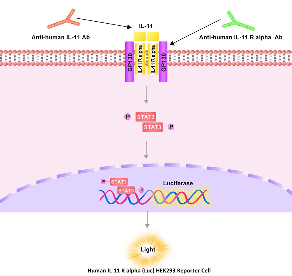 IL-11 R alpha Assay Principles