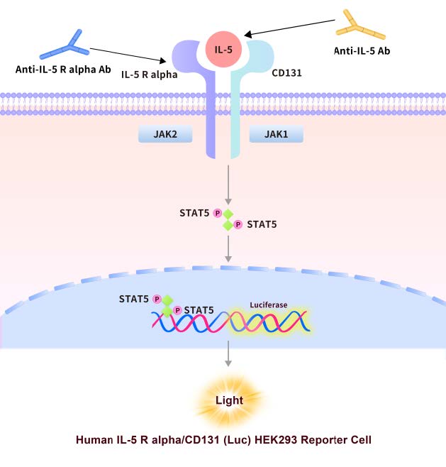 IL-5 R alpha/CD131 Assay Principles