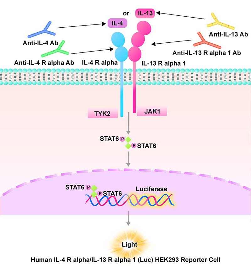 IL-4 R alpha/IL-13 R alpha 1 Assay Principles