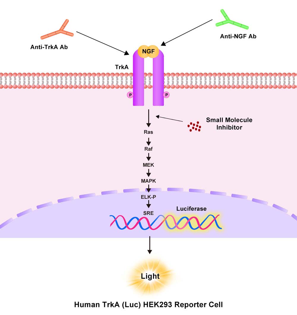 TrkA Assay Principles