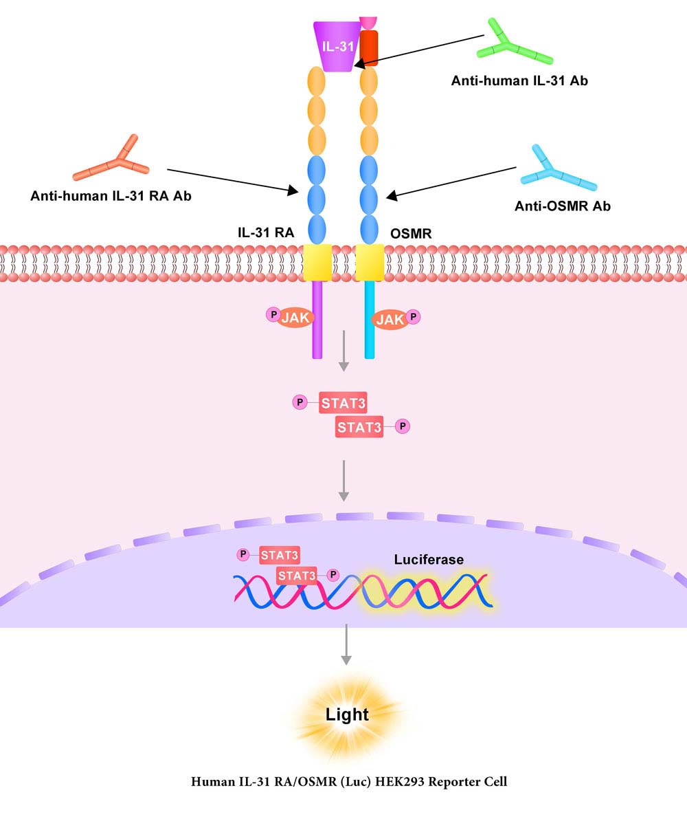 IL-31 RA / OSMR Assay Principles