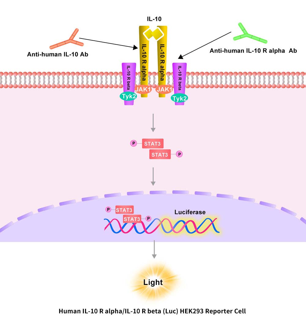 IL-10 R alpha/IL-10 R beta Assay Principles