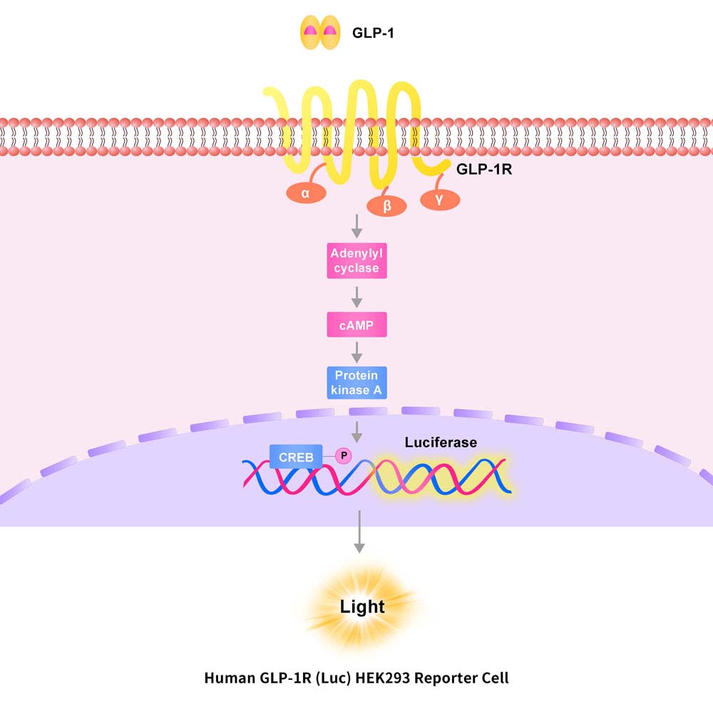 GLP1R Assay Principles