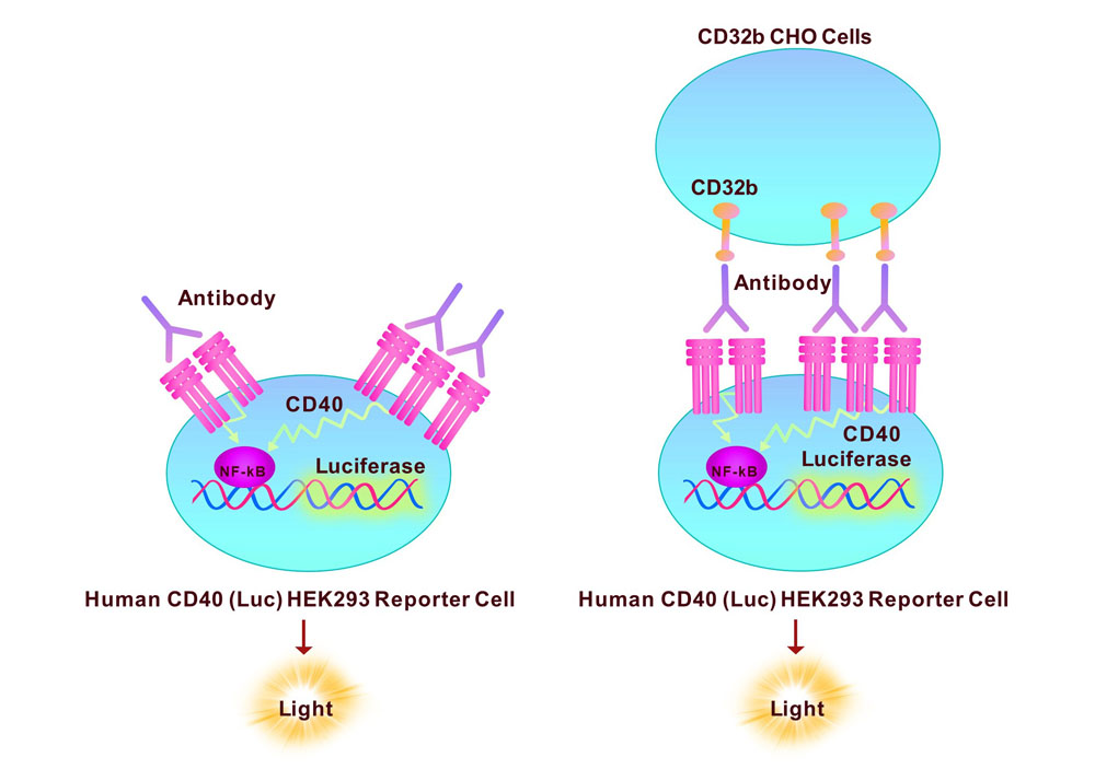 CD40 Assay Principles