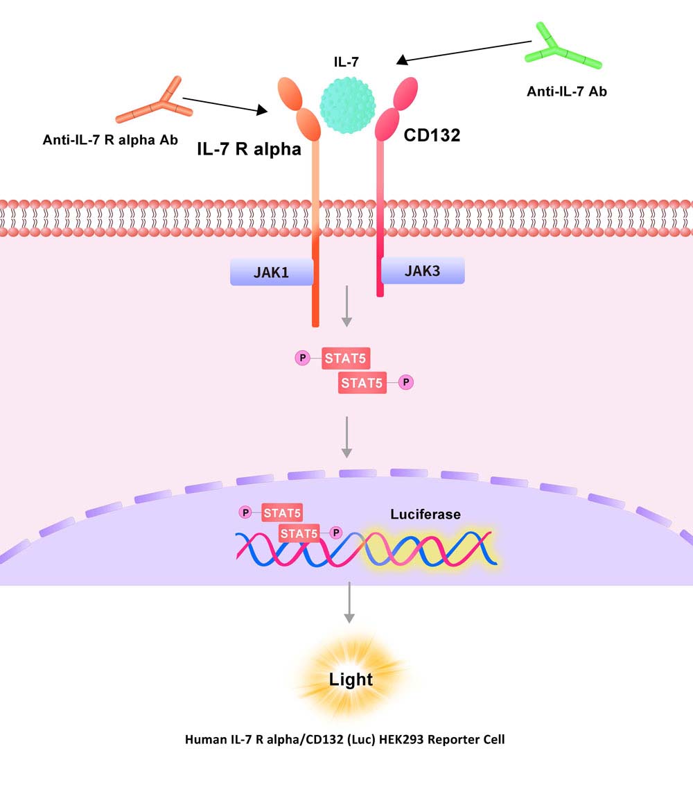 IL-7 R alpha & IL-2 R gamma Assay Principles