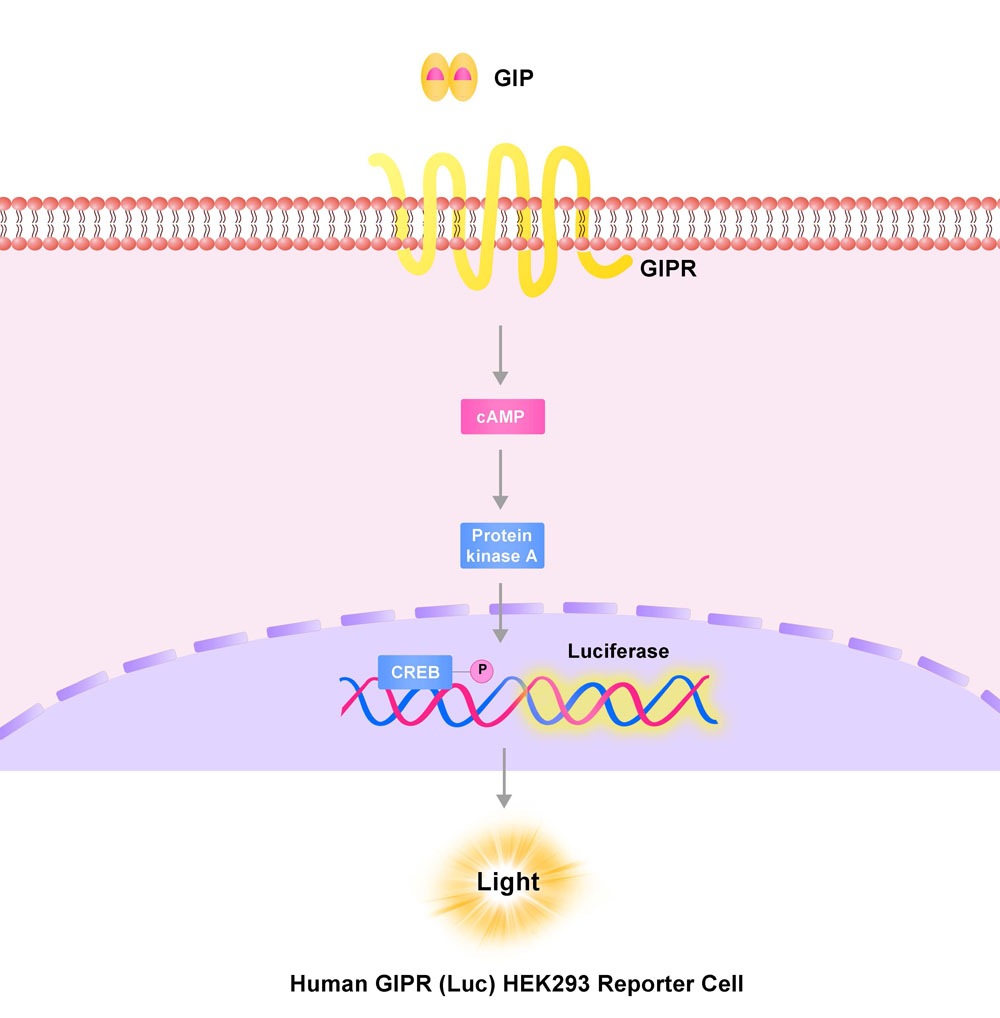 GIPR Assay Principles