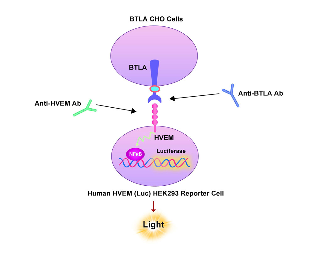 HVEM Assay Principles