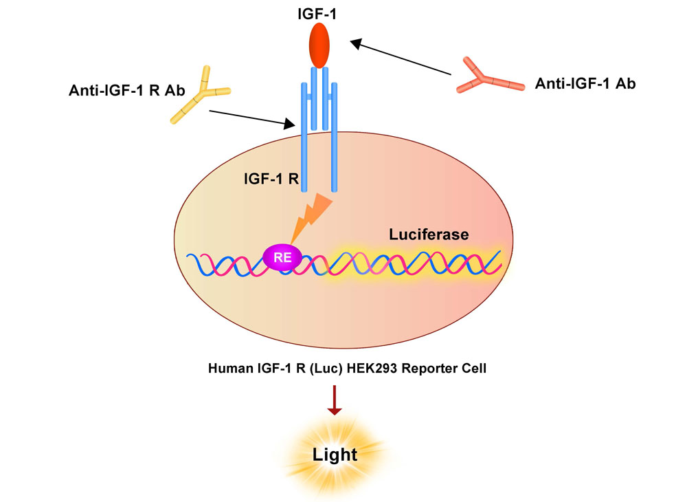 IGF-I R Assay Principles