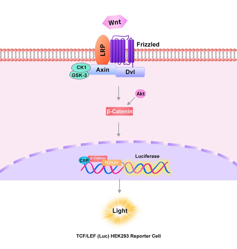 TCF/LEF Assay Principles