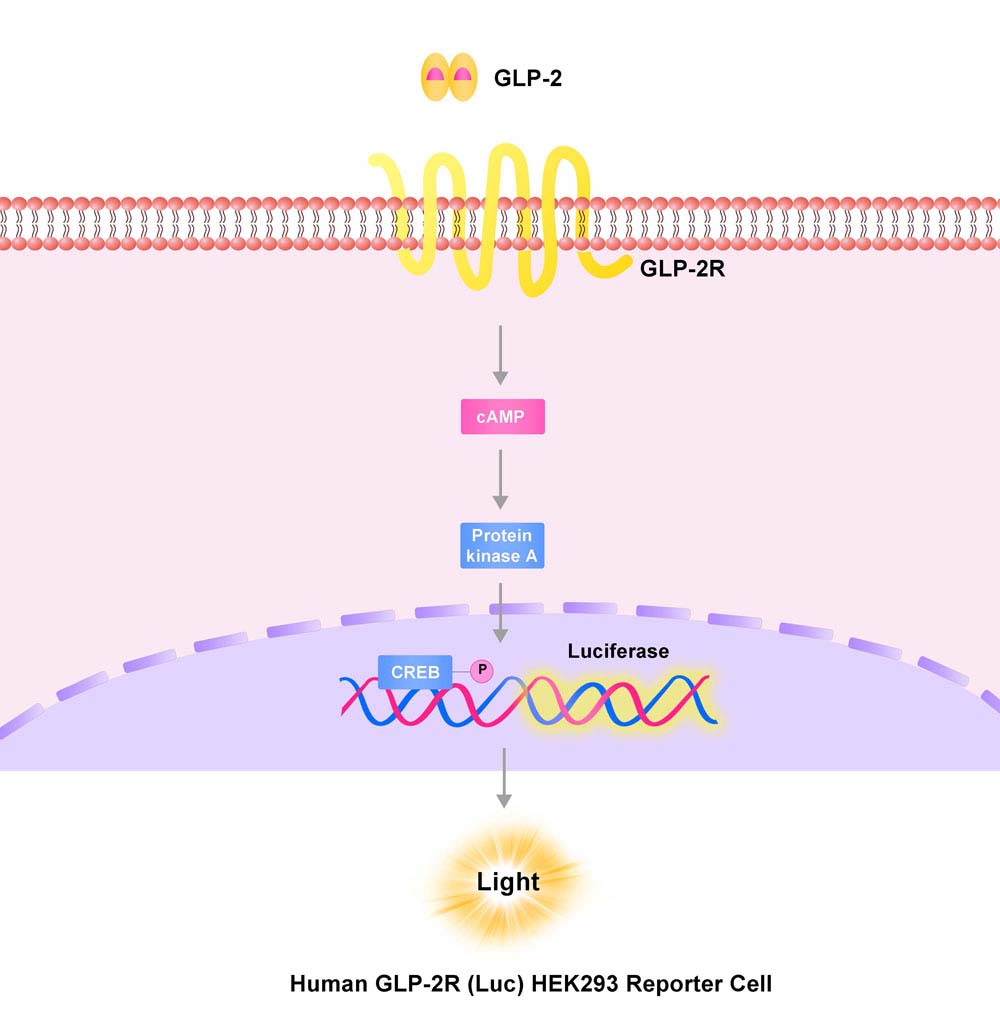 GLP2R Assay Principles