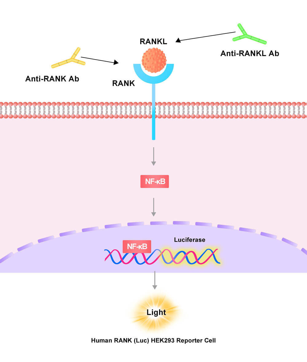 RANK Assay Principles