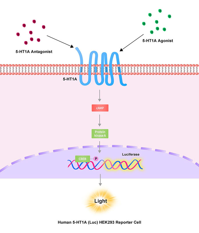 5-HT1A Assay Principles