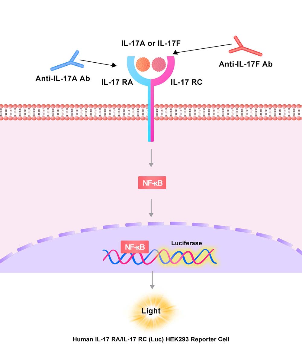 IL-17 RA & IL-17 RC Assay Principles