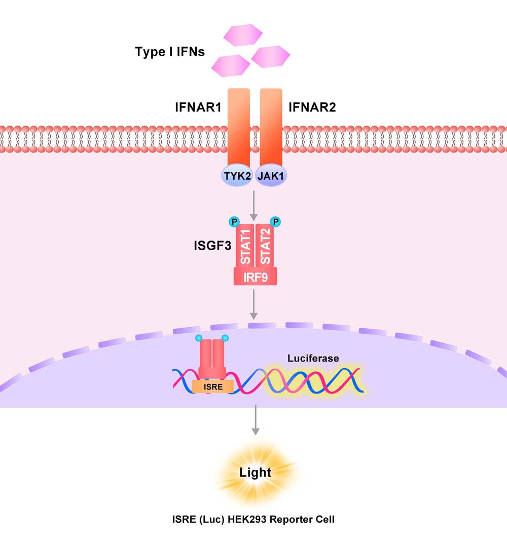 ISRE Assay Principles