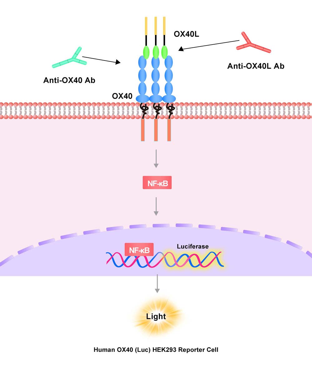 OX40 Assay Principles