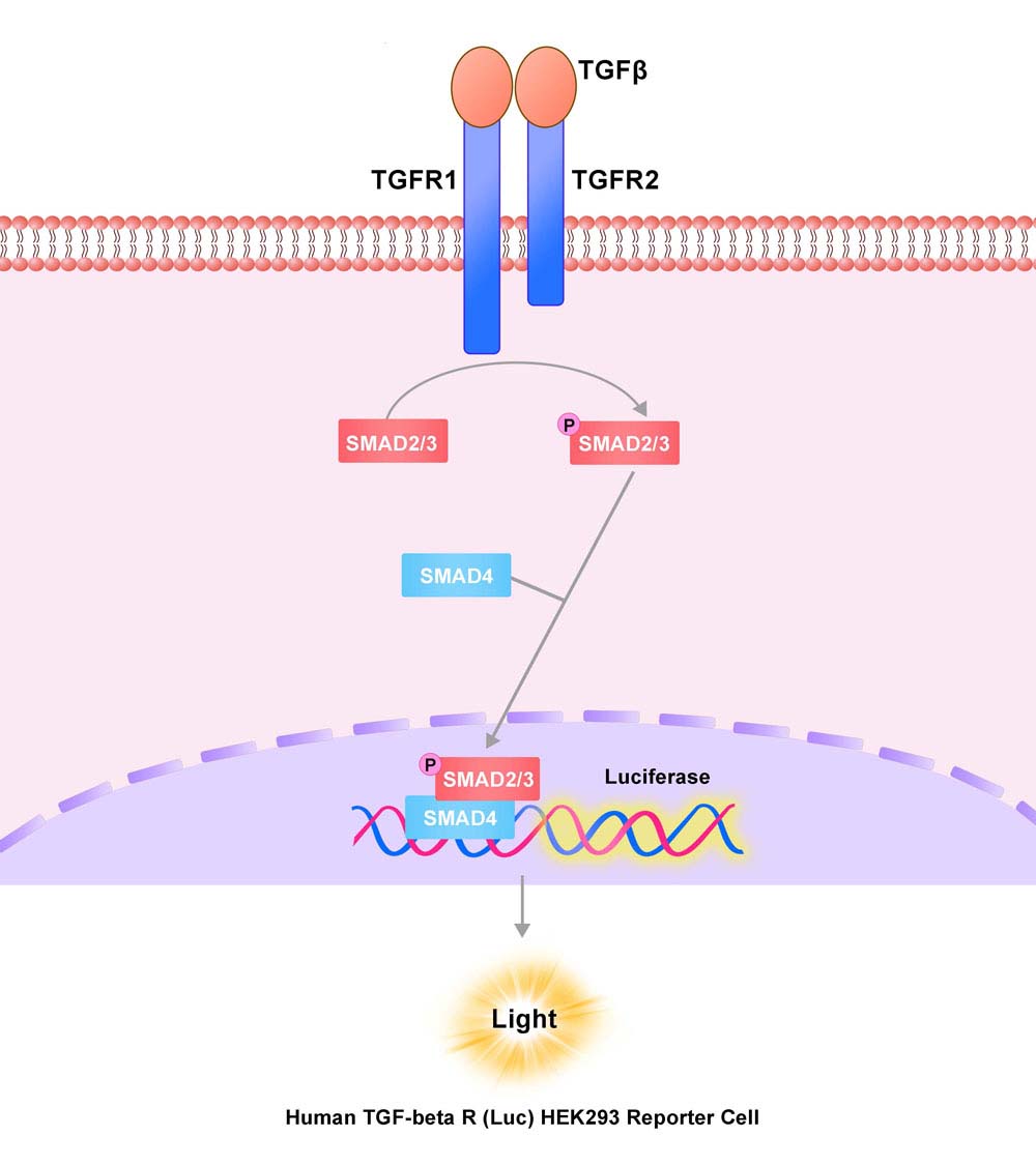 TGF-beta 1 Assay Principles