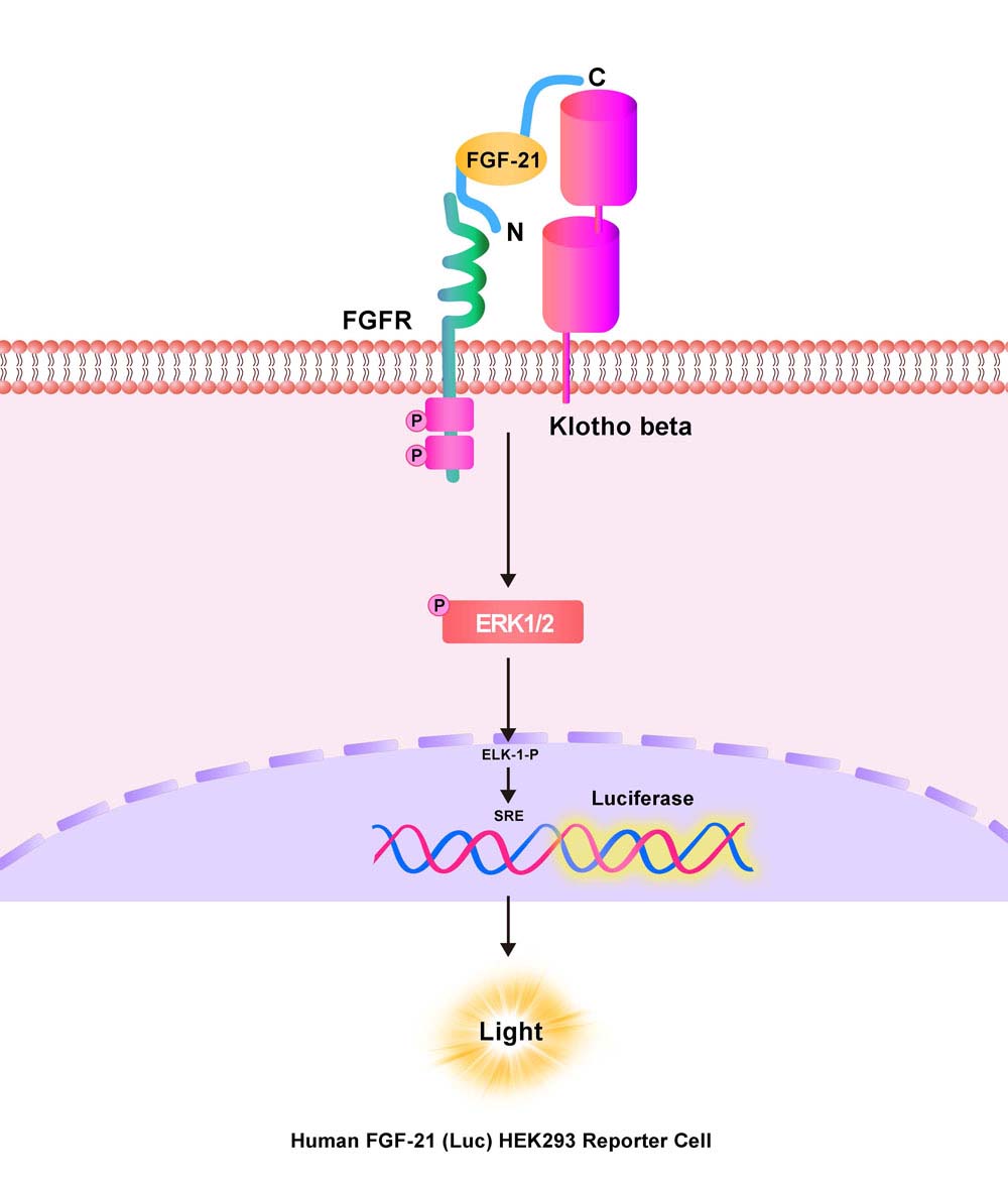 FGF-21 Assay Principles