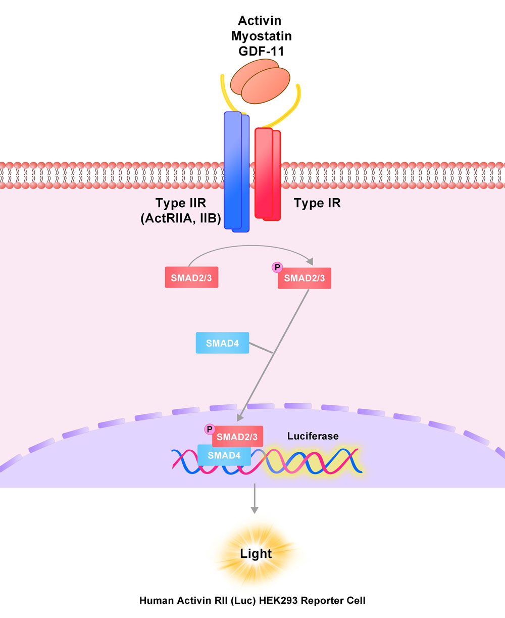 Activin RII Assay Principles