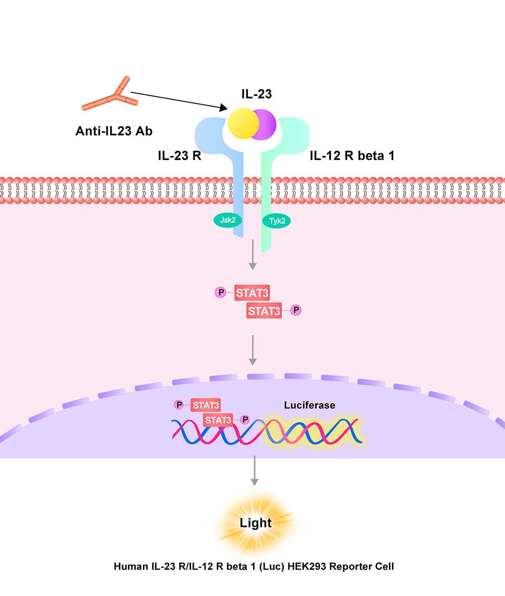 IL-23 R/IL-12 R beta 1 Assay Principles