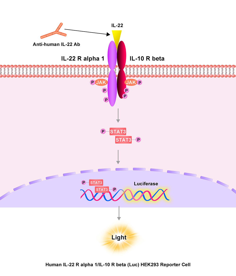 IL-22 R alpha 1/IL-10 R beta Assay Principles