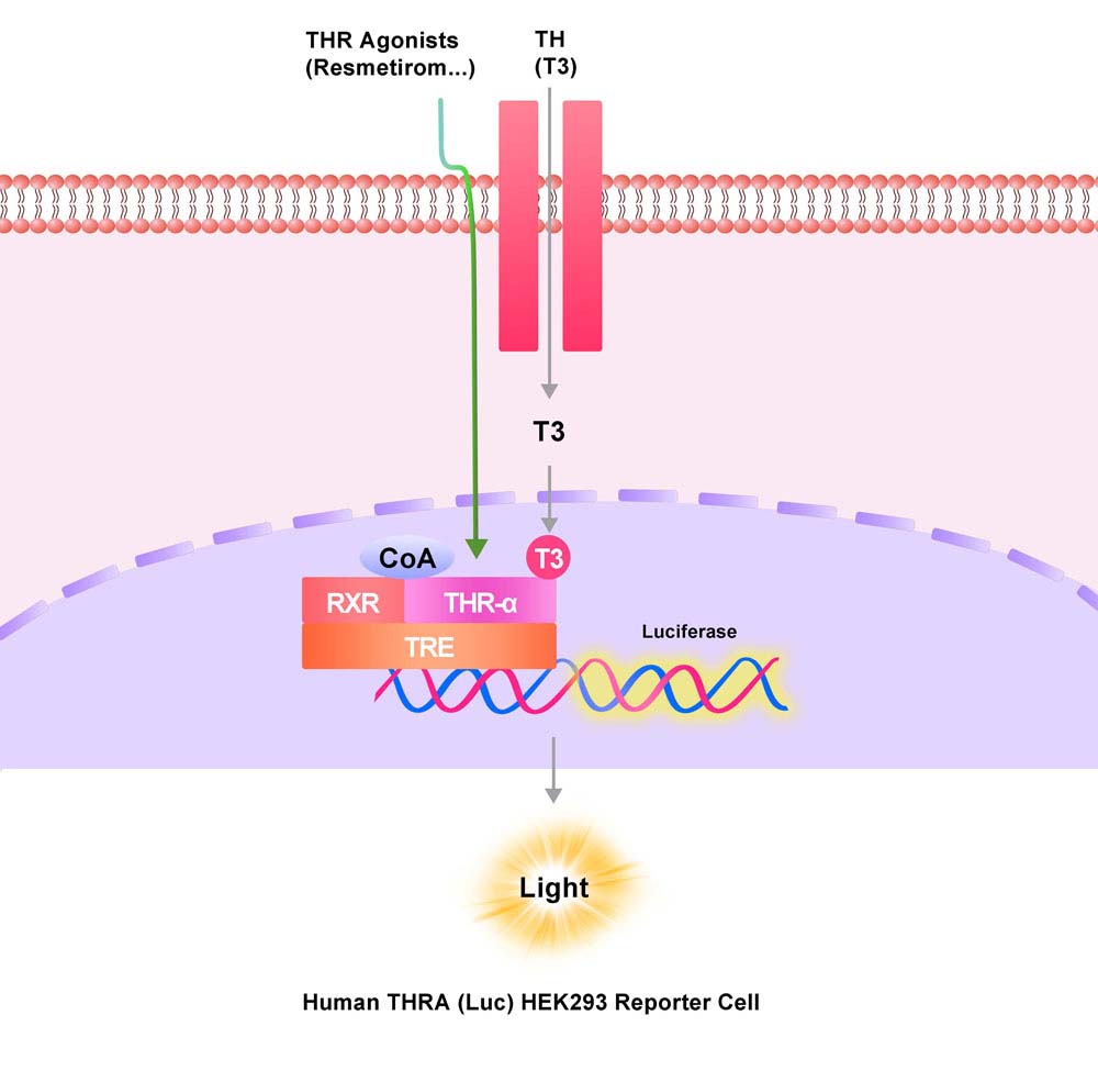 THRA Assay Principles