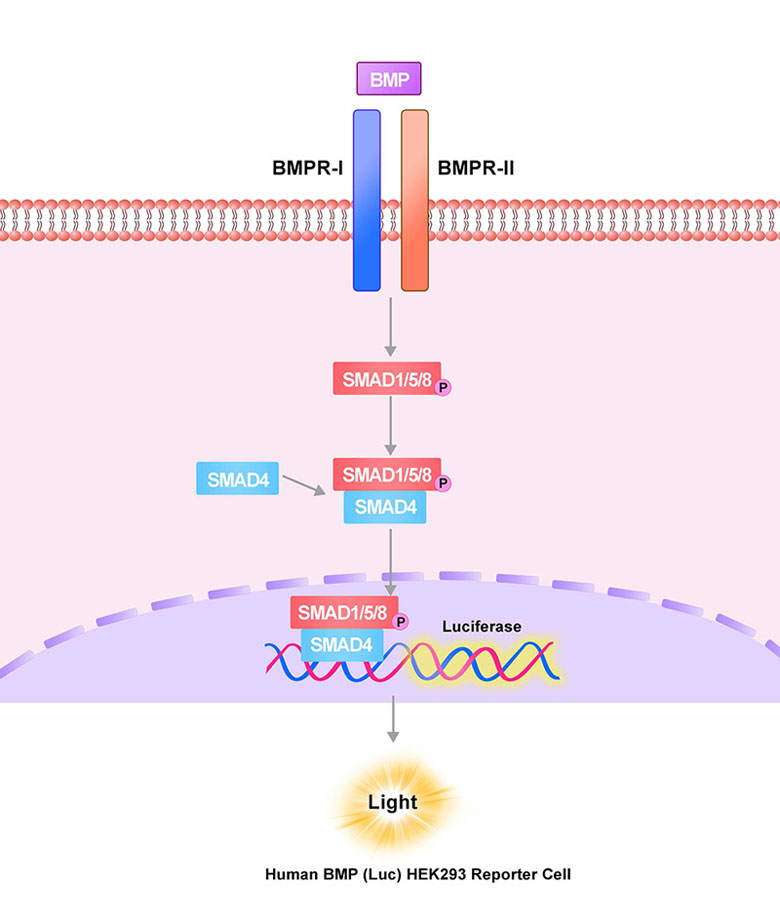 BMP Assay Principles