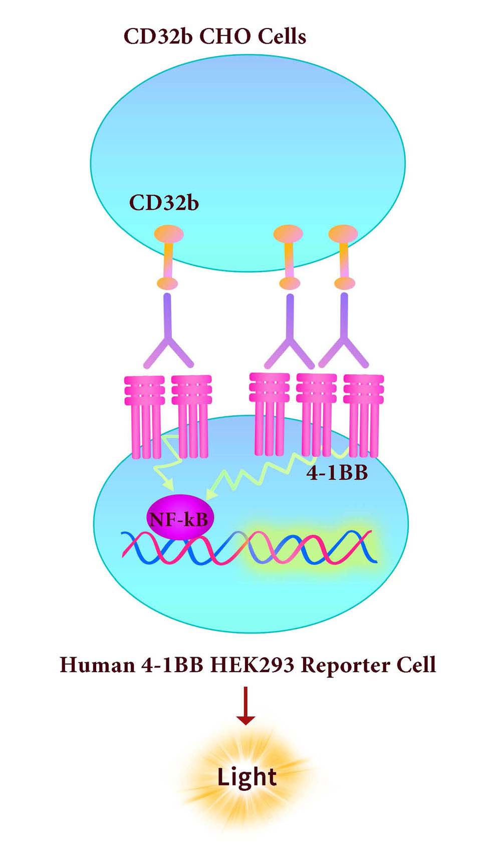 Fc gamma RIIB / CD32b Assay Principles