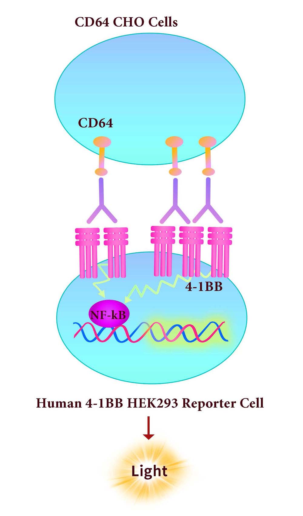 Fc gamma RI / CD64 Assay Principles