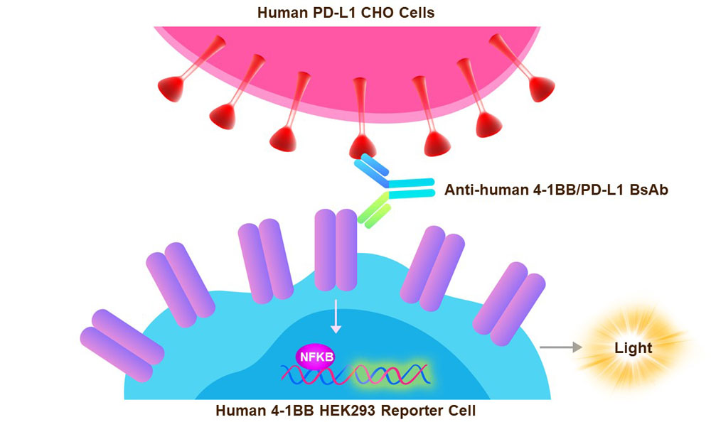 PD-L1 Assay Principles