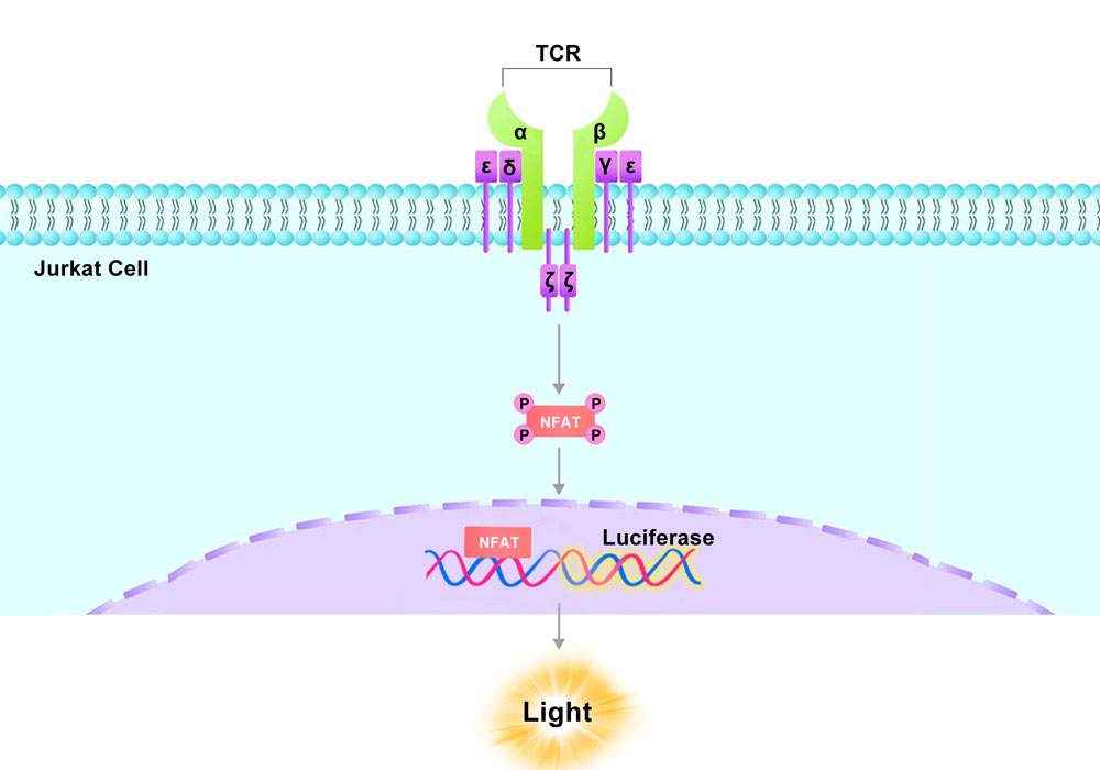 NFAT Assay Principles