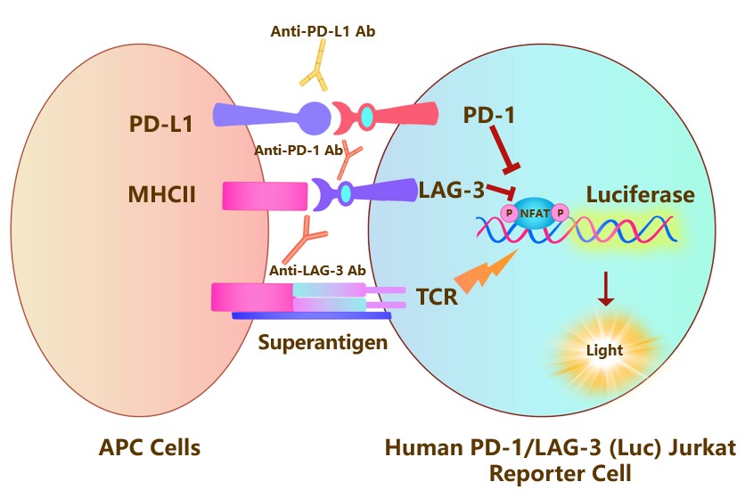 PD-1/LAG-3 Assay Principles