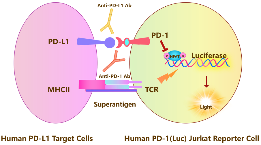 PD-1 Assay Principles