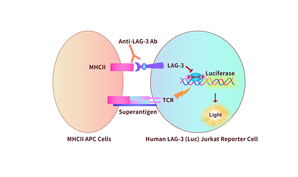 LAG-3 Assay Principles