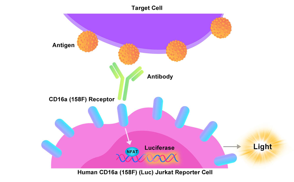 Fc gamma RIIIA / CD16a Assay Principles