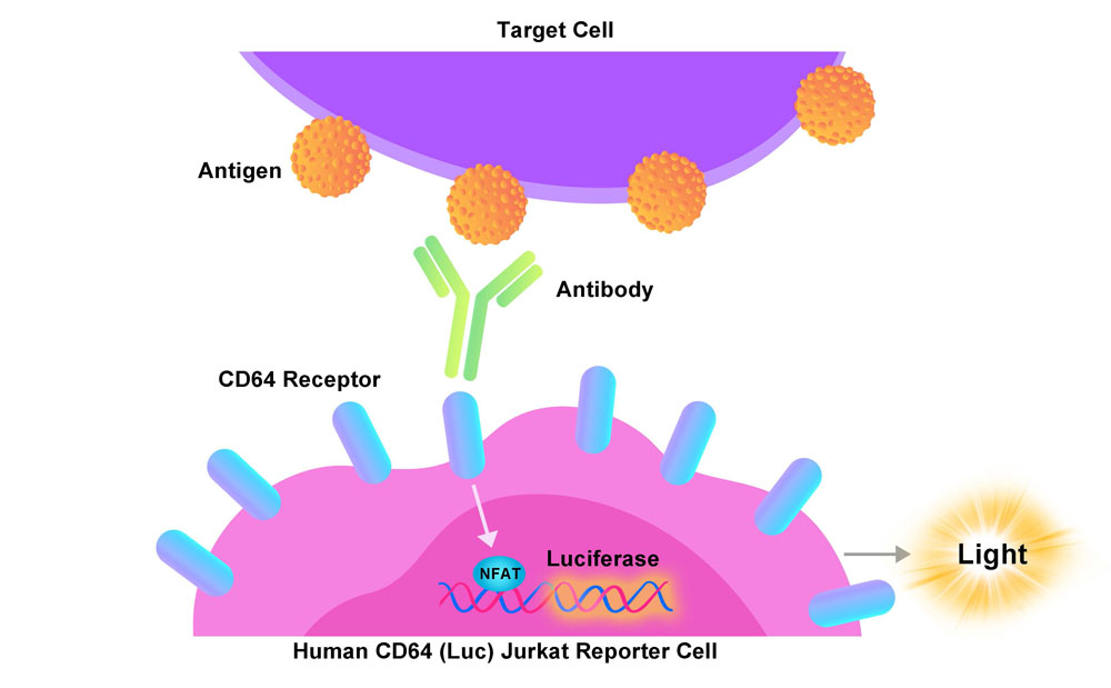 Fc gamma RI / CD64 Assay Principles