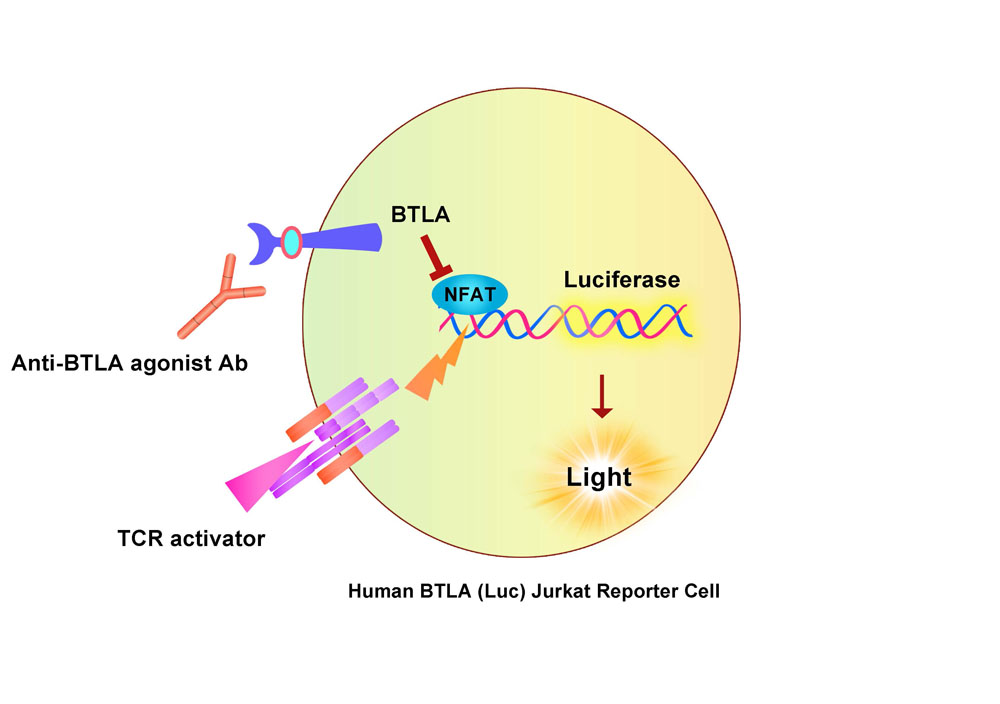 BTLA Assay Principles