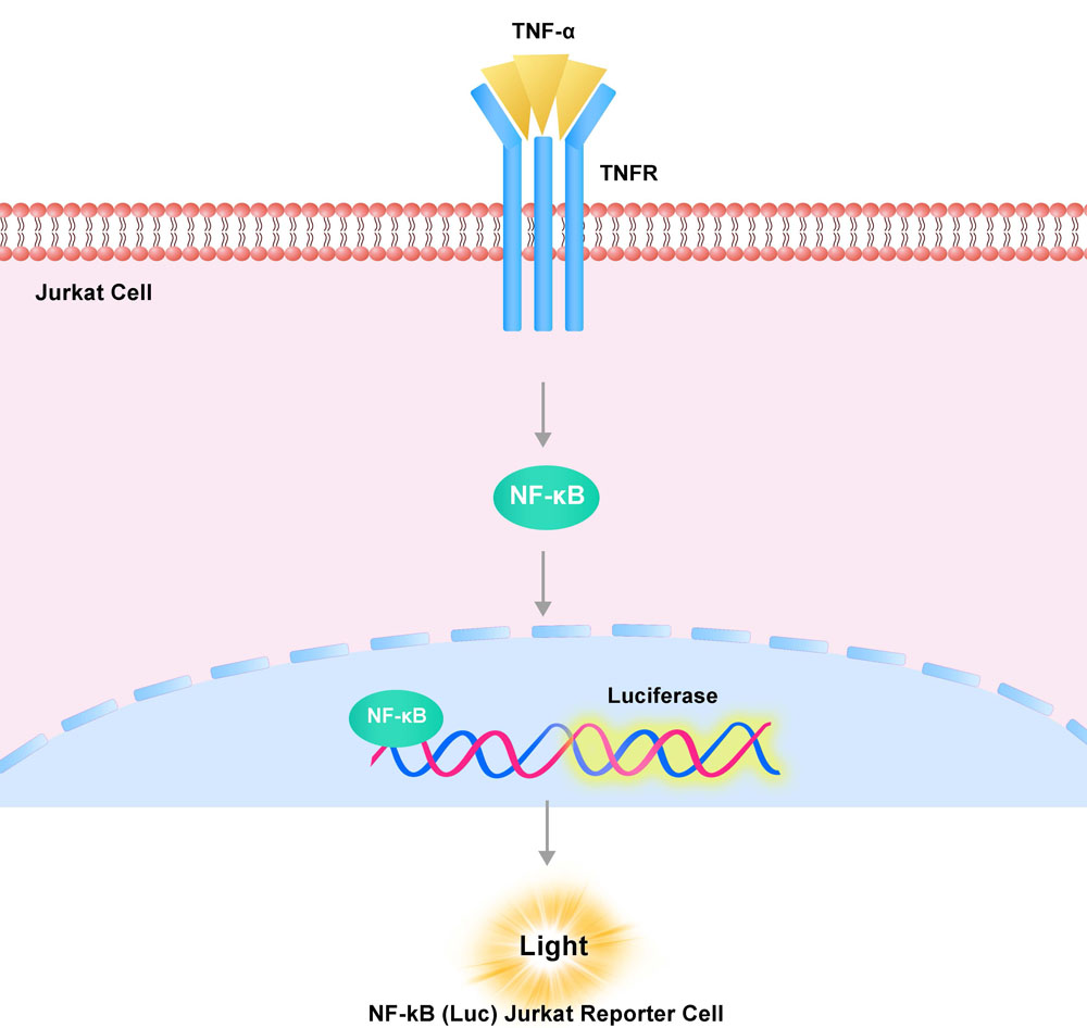 NF-κB Assay Principles