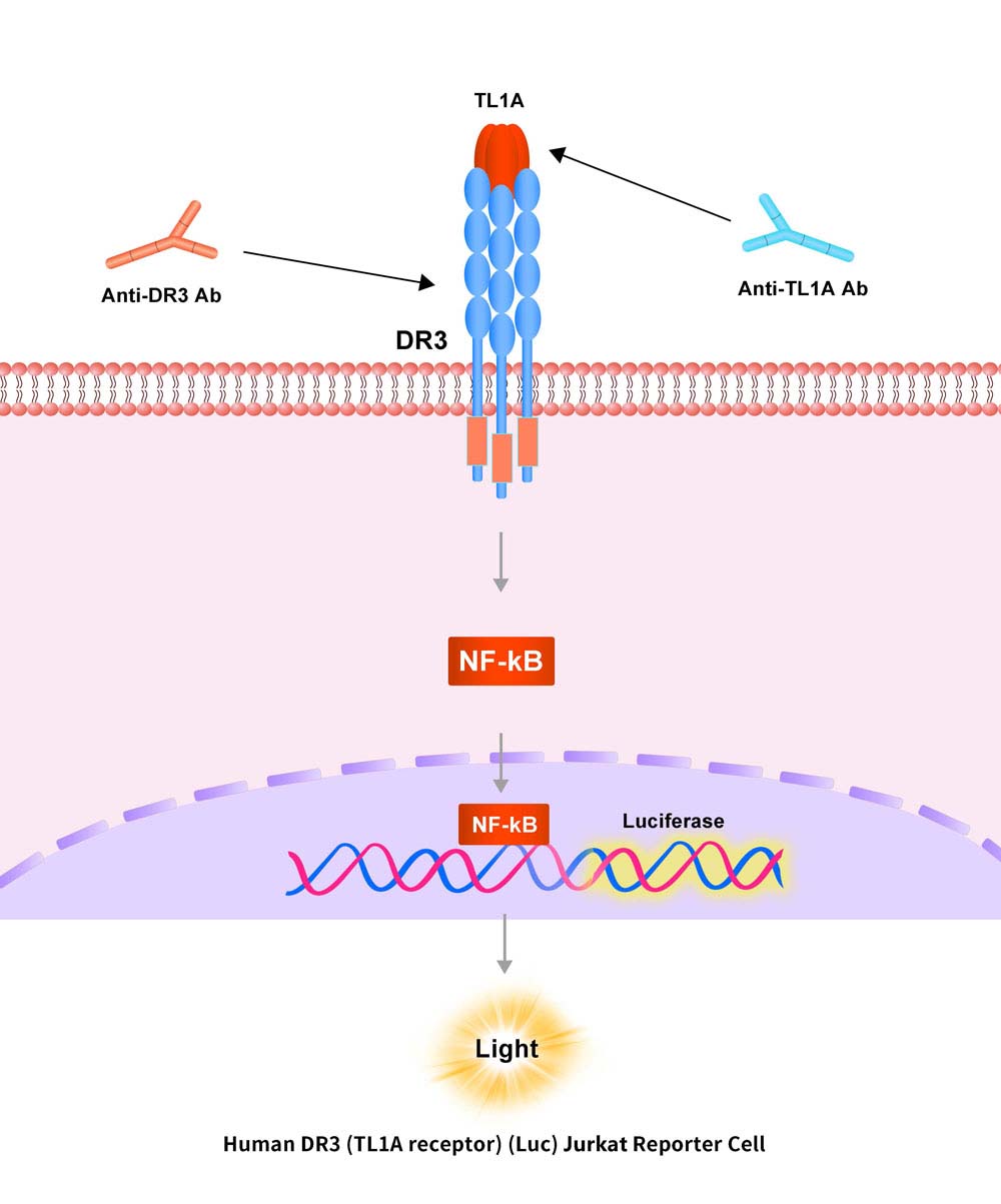 DR3 Assay Principles