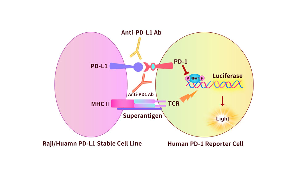 PD-L1 Assay Principles