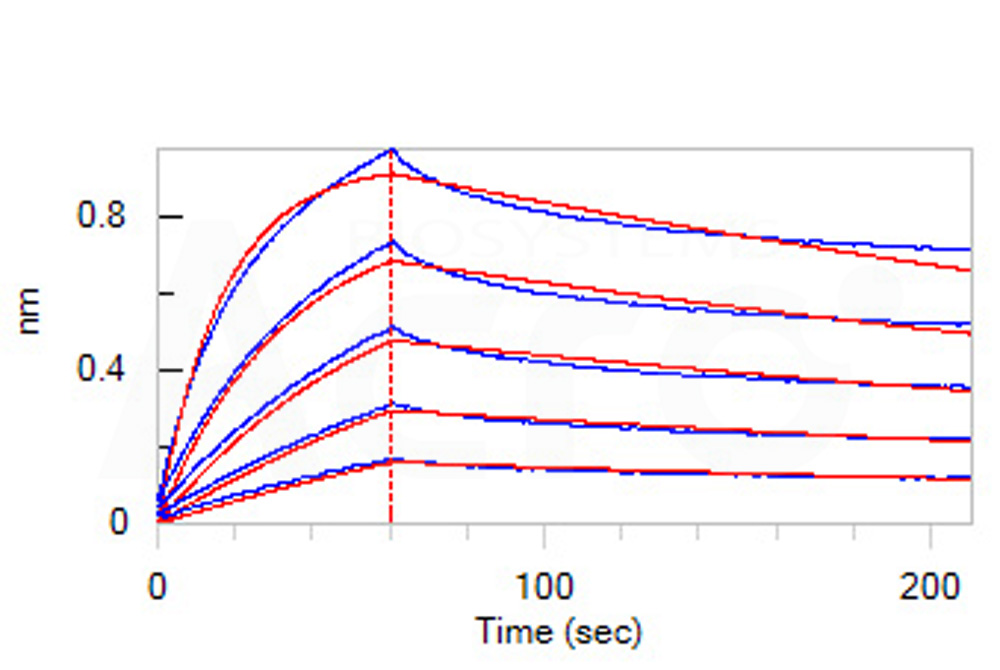 Apolipoprotein E BLI