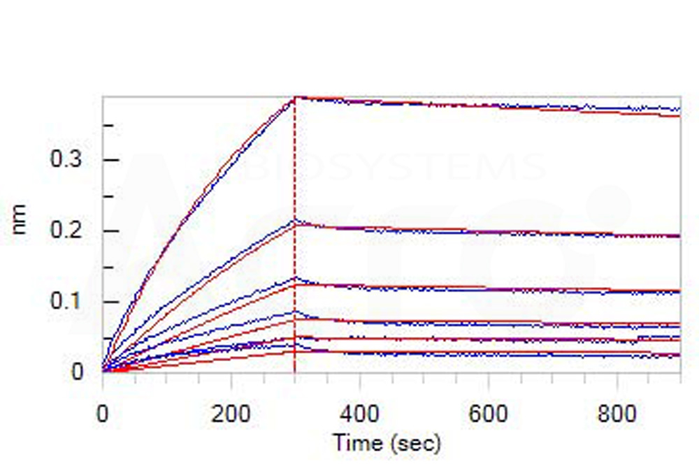 Apolipoprotein E BLI