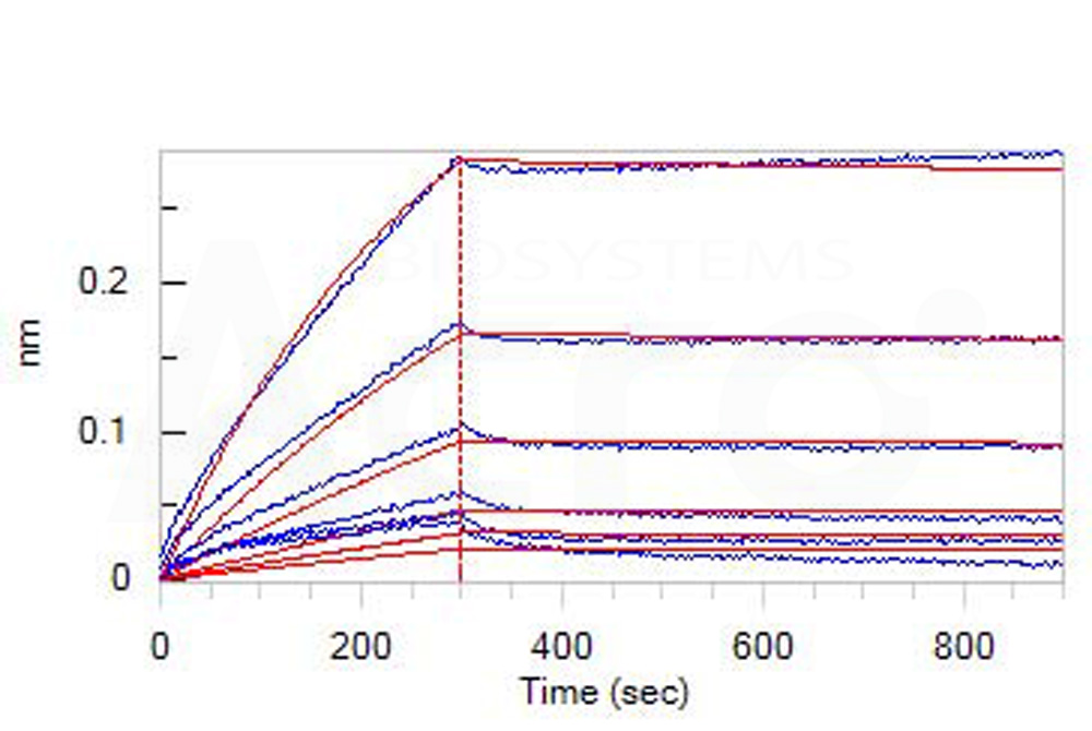 Apolipoprotein E BLI