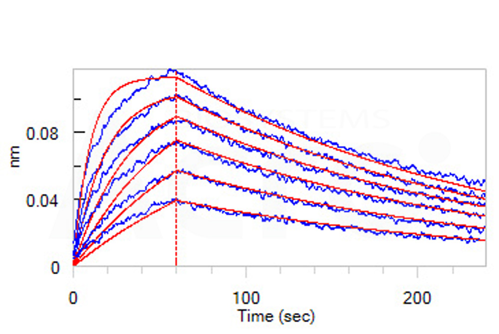 Biotinylated Human BLI